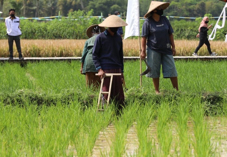 Butuh Komitmen dalam Menjaga Sawah
